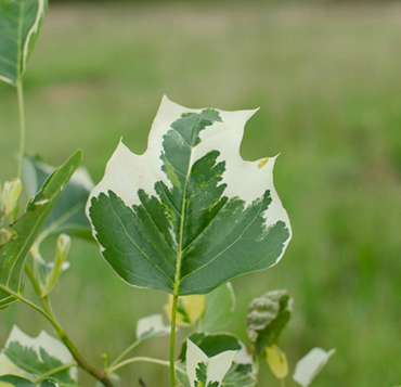 Liriodendron Snow Bird 16.5 Litre - image 1