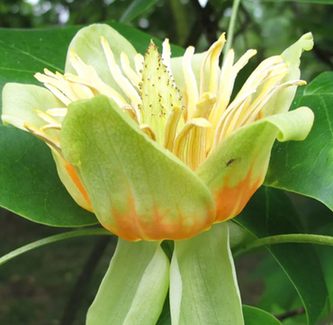 Liriodendron tulipifera 12 Litre - image 1