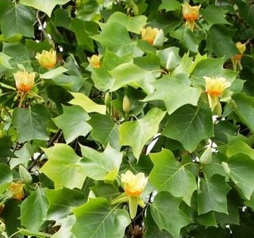 Liriodendron tulipifera 12 Litre - image 1