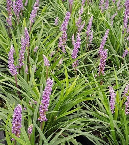 Liriope muscari 2 Litre