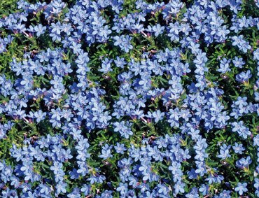 Lithodora Compact Blue 9cm