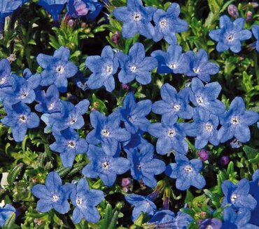 Lithodora Grace Ward 9cm