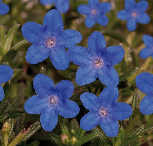 Lithodora Heavenly Blue 14cm