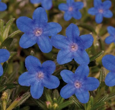 Lithodora Heavenly Blue 9cm