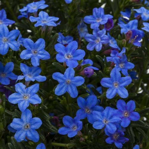 Lithodora Heavenly Blue 9cm