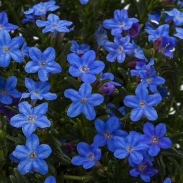 Lithodora Heavenly Blue 9cm