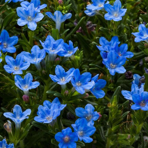 Lithodora Tidepool Sky Blue 9cm