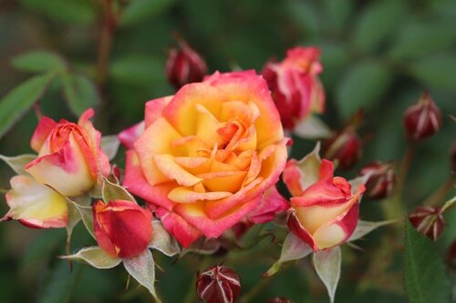 Little Sunset Patio Rose 3 Litre - image 1