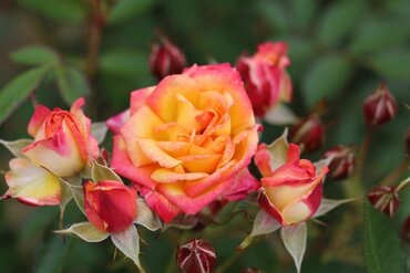 Little Sunset Patio Rose 3 Litre - image 1