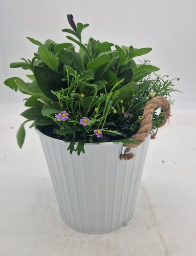 Living Bouquet 18cm - image 1