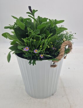 Living Bouquet 18cm - image 1