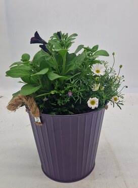 Living Bouquet 18cm - image 3