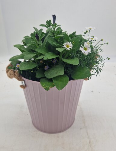 Living Bouquet 18cm - image 2