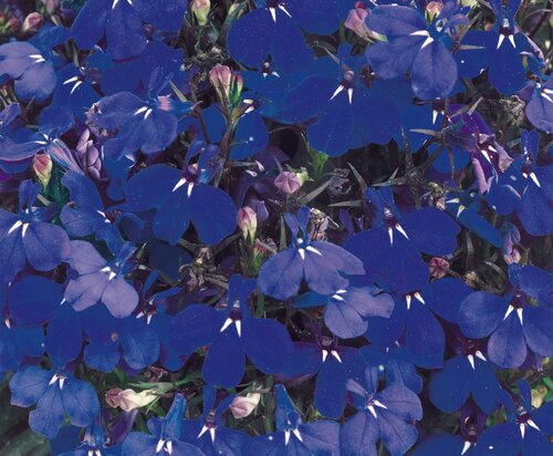 Lobelia Bush Dark Blue 6 Pack