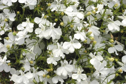 Lobelia Bush White 6 Pack