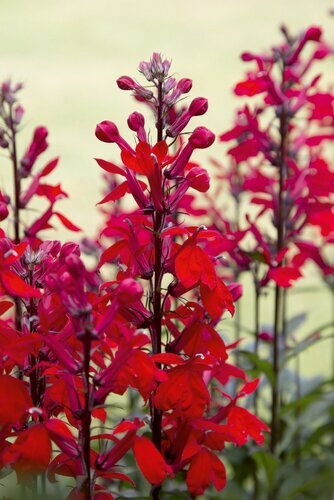 Lobelia Cardinalis Queen Victoria 9cm