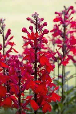 Lobelia Cardinalis Queen Victoria 9cm