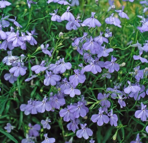 Lobelia Compact Amethyst 1 Litre