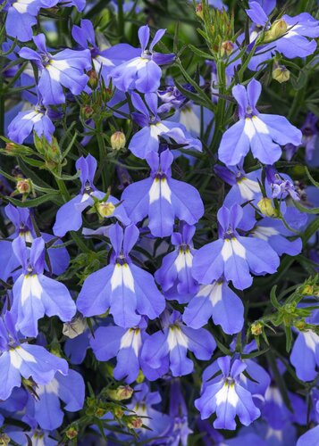 Lobelia Compact Blue 1 Litre