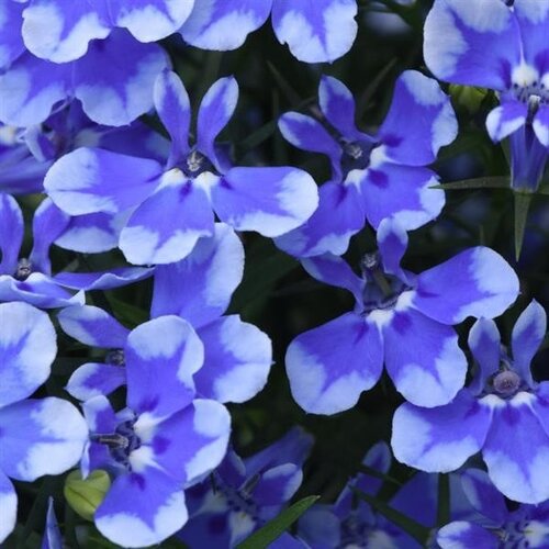 Lobelia Compact Blue Bay 1 Litre