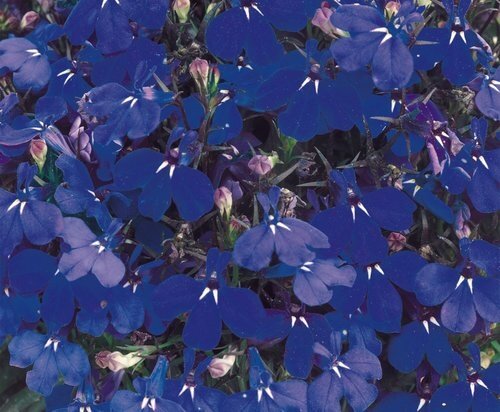 Lobelia Compact Dark Blue 1 Litre