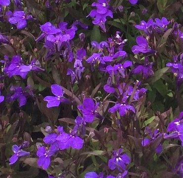 Lobelia Compact Dark Purple 1 Litre