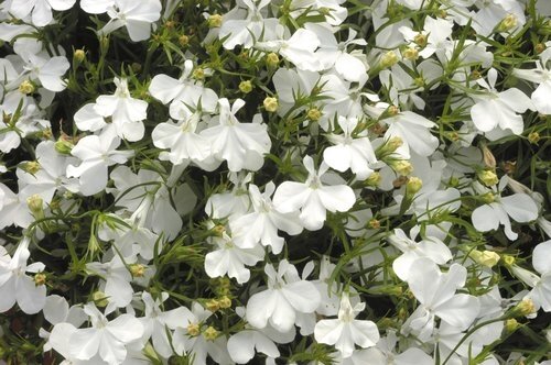 Lobelia Compact White 1 Litre