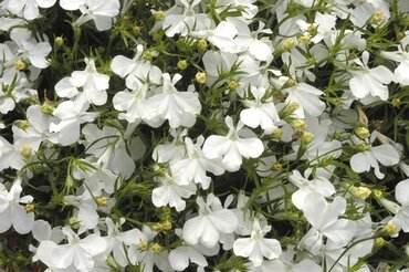 Lobelia Compact White 1 Litre
