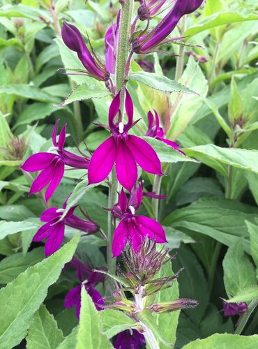 Lobelia Hadspen Purple 2 Litre