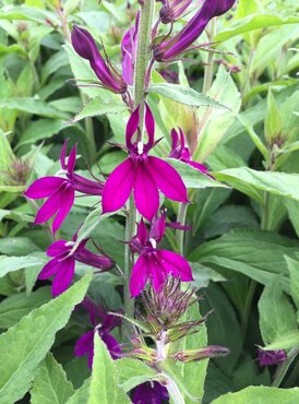 Lobelia Hadspen Purple 2 Litre