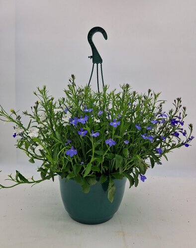 Lobelia Hanging Basket