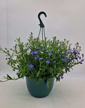 Lobelia Hanging Basket