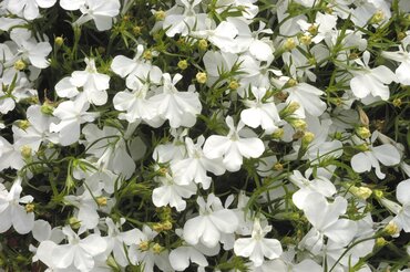 Lobelia Hot White 10.5cm