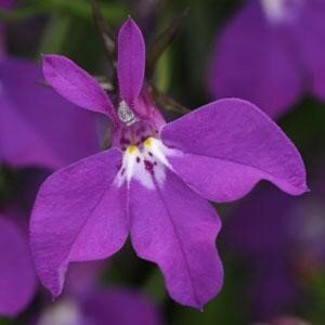 Lobelia Purple 10.5cm