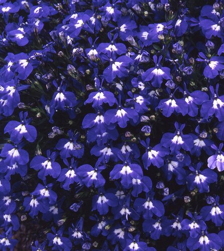 Lobelia Sapphire 20 Plug Pack