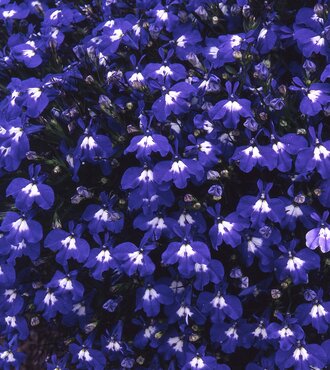 Lobelia Sapphire 20 Plug Pack