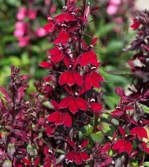 Lobelia Starship Burgundy 3 Litre