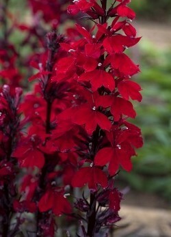 Lobelia Starship Scarlet 3 litre