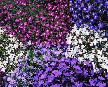 Lobelia String Of Pearls Mixed 20 Plug Pack