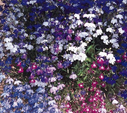 Lobelia Trailing Britannia Six Pack