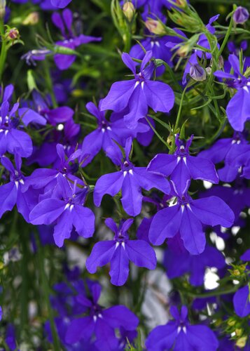 Lobelia Trailing Dark Blue 6 Pack