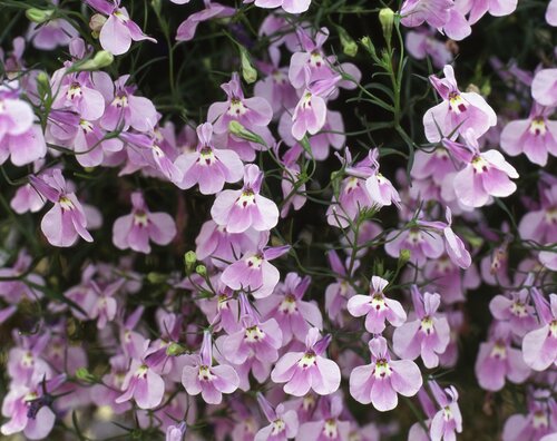 Lobelia Trailing Lilac Six Pack