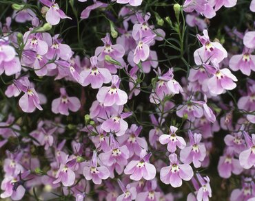 Lobelia Trailing Lilac Six Pack