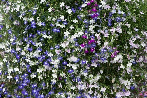 Lobelia Trailing Mixed Six Pack