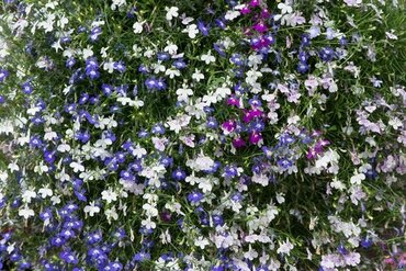 Lobelia Trailing Mixed Six Pack