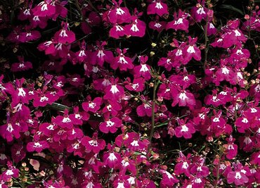 Lobelia Trailing Red 6 Pack