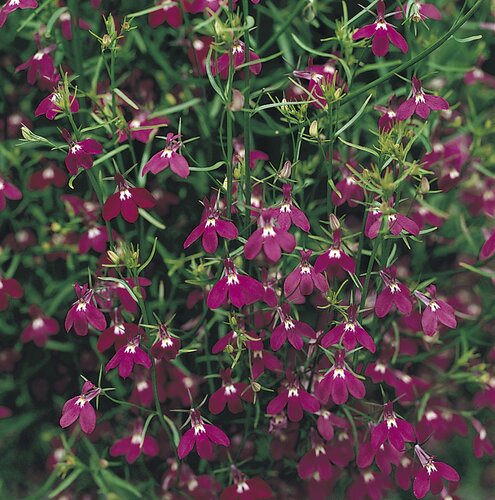 Lobelia Trailing Rose 6 Pack