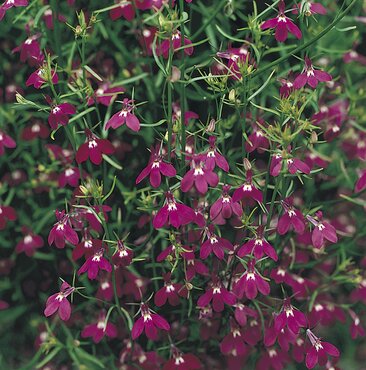 Lobelia Trailing Rose 6 Pack