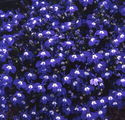Lobelia Trailing Sapphire Six Pack