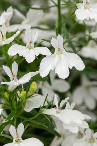 Lobelia Trailing White Six Pack